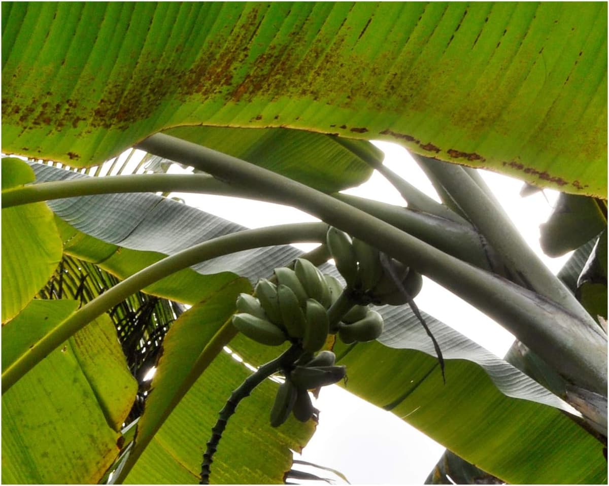 Samenchilishop Blaue Banane (Musa itinerans)