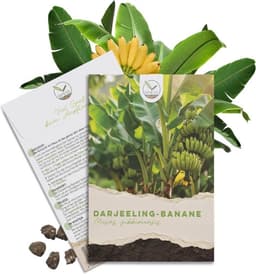 HappySeed HappySeed Darjeeling (Musa sikkimensis)