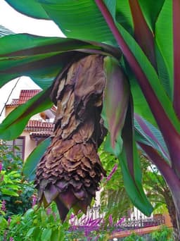 Samenchilishop Samenchilishop Schnee-Banane (Ensete glaucum)