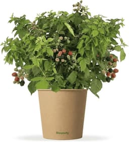 Bloomify Bloomify Bio Balkon-Brombeere Bernd