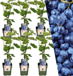 Plants by Frank 6× BIO-Heidelbeeren (Ø 13 cm) – Testsieger im Heidelbeerstrauch-Vergleich