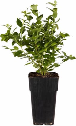 Blumen-Senf Heidelbeere Goldtraube 71 (ca. 60 cm)