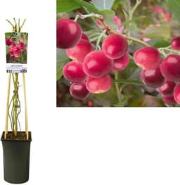 Blumen Senf Blumen Senf Heidelbeere Pink Lemonade (ca. 30 cm)
