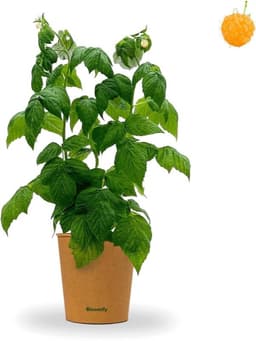 Bloomify Bloomify Bio Gelbe Himbeere Heinz (40–60 cm)