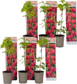 Plant in a Box Herbstglück 6er (Topf 9 cm)