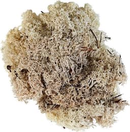 Glorex Islandmoos natur 50 g