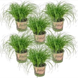 Bloomique Bloomique Cyperus Zumula 3er-Set