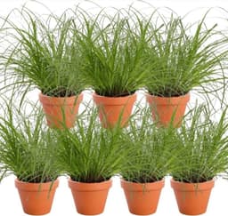 Blume Ideal Blume Ideal Cyperus zumula 7er-Set