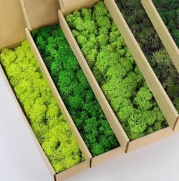 prefleur prefleur Rentiermoos 5-Farben-Mix 0,45 kg