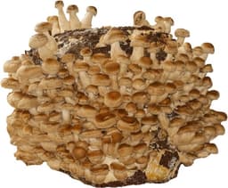 Hawlik Pilzbrut Hawlik BIO Shiitake Kultur XXL 3 kg
