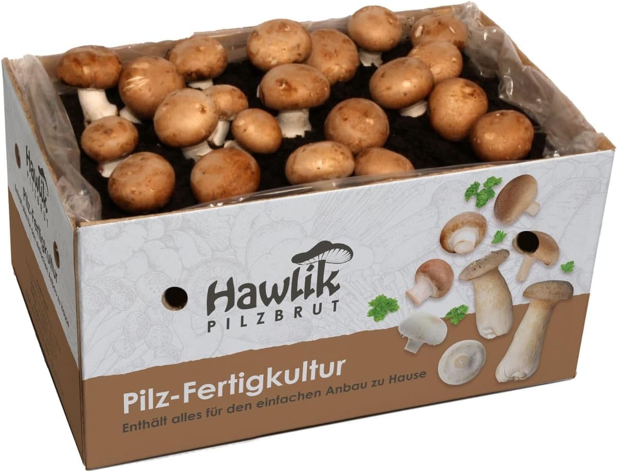 Hawlik Steinchampignon Pilzzuchtset