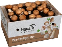 Hawlik Pilzbrut Hawlik Steinchampignon Pilzzuchtset