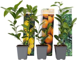 Plant in a Box Plant in a Box Citrus-Mix 3er (25–40 cm)