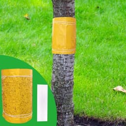 Panngu Panngu Leimringe 3 m Gelb