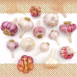FLORTUS FLORTUS Bunte Mischung