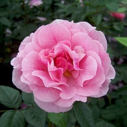Kölle's Beste! Kletterrose Camelot® ADR-Topfrose