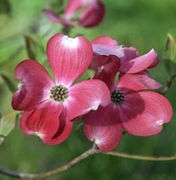 Baumschule Cornus florida Cherokee Princess 60–80 cm