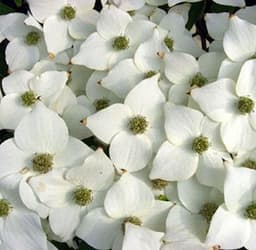 Baumschule Cornus kousa Milky Way 40–60 cm