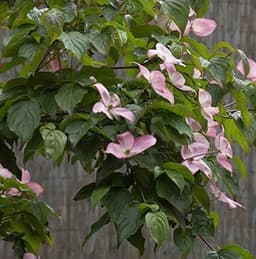 Baumschule Cornus kousa Satomi 40–60 cm