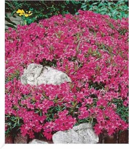 BALDUR Garten BALDUR Roter Teppich-Phlox 3er