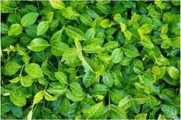 Stauden Gänge Stauden Gänge Euonymus Coloratus 100er