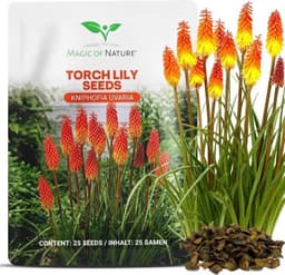 Magic of Nature Fackellilie Samen Kniphofia uvaria