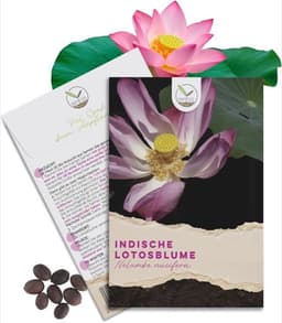 HappySeed HappySeed Lotus-Samen Nelumbo nucifera