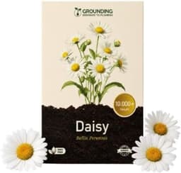 Grounding Grounding Bellis 10.000+ Samen
