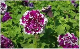 Seeds & Plants Shop by Ipsa Ipsa F1 Purple Pirouette 30 Samen