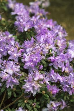 PlantaPro Zwerg-Rhododendron impeditum Ronny 20-25 cm