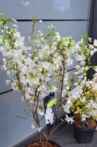 Plantenwelt Wiesmoor Prunus kurilensis 'Brilliant' 60–80 cm