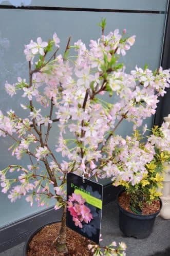 Plantenwelt Wiesmoor Prunus kurilensis 'Ruby' 60–80 cm
