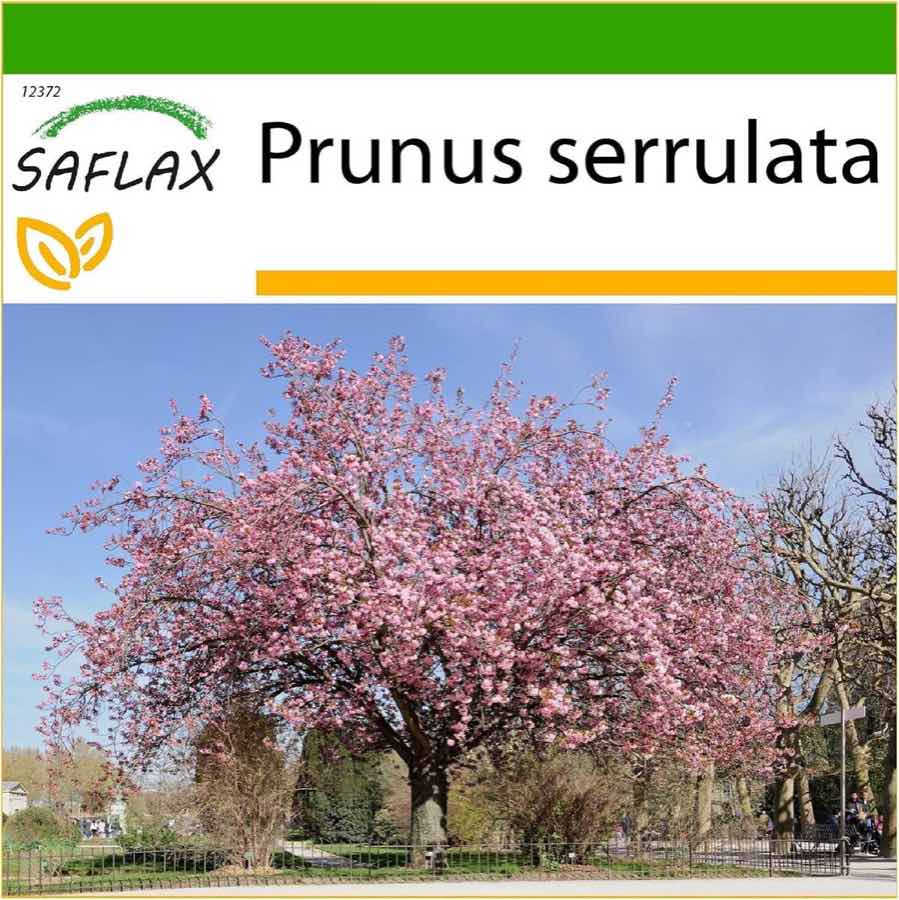 Saflax Prunus serrulata Samen / Anzuchtset