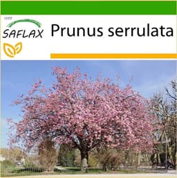 Saflax Prunus serrulata Samen / Anzuchtset