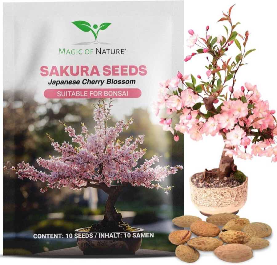 Magic of Nature Prunus serrulata Samen (Sakura)