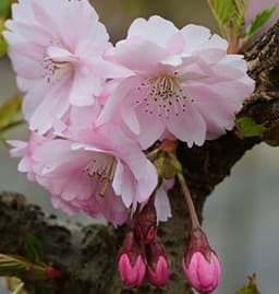 Baumschule Prunus Accolade 60–80 cm