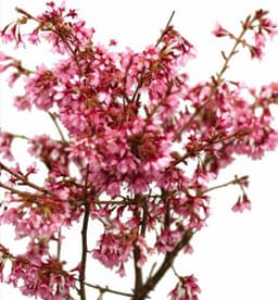 Dinispflanzenwelt Prunus Okame Hochstamm 80–100 cm