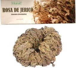 inkanat inkanat Rose von Jericho, Auferstehungspflanze
