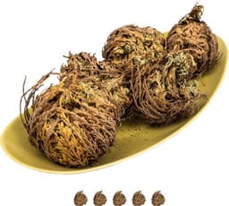 IFLO IFLO Rose von Jericho XL, 5er-Set