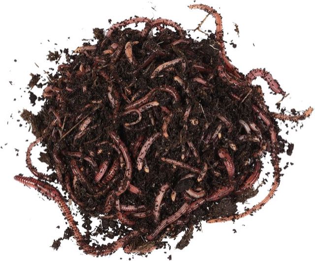 Natursache Natursache Rotwurm-Mix, 250 Stück