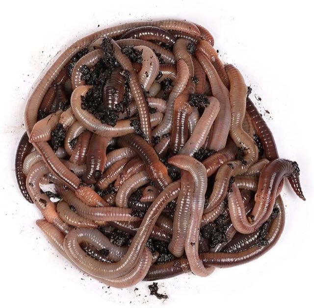 Natursache Tauwürmer, 100 Stück