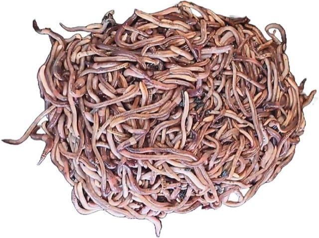 Dendrobena, 500 g