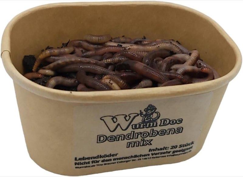 Wurmdoc Dendrobena, 60 Stück