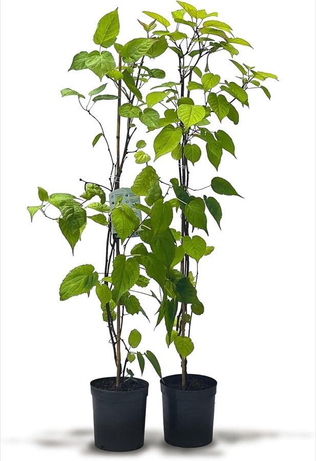 Kiwiri Sibirisches Kiwibeeren Duo (kolomikta)