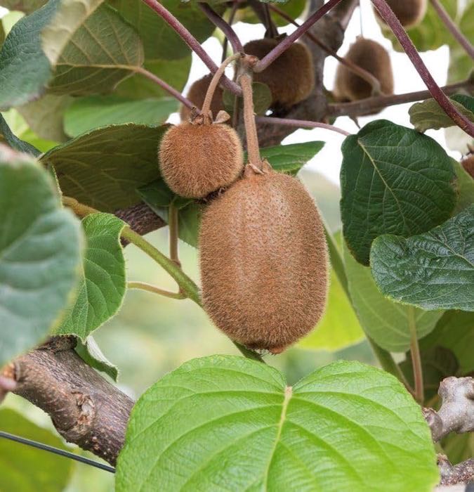 Kiwi Super Jumbo 40–60 cm (arguta)
