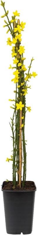 Winterjasmin 60–70 cm