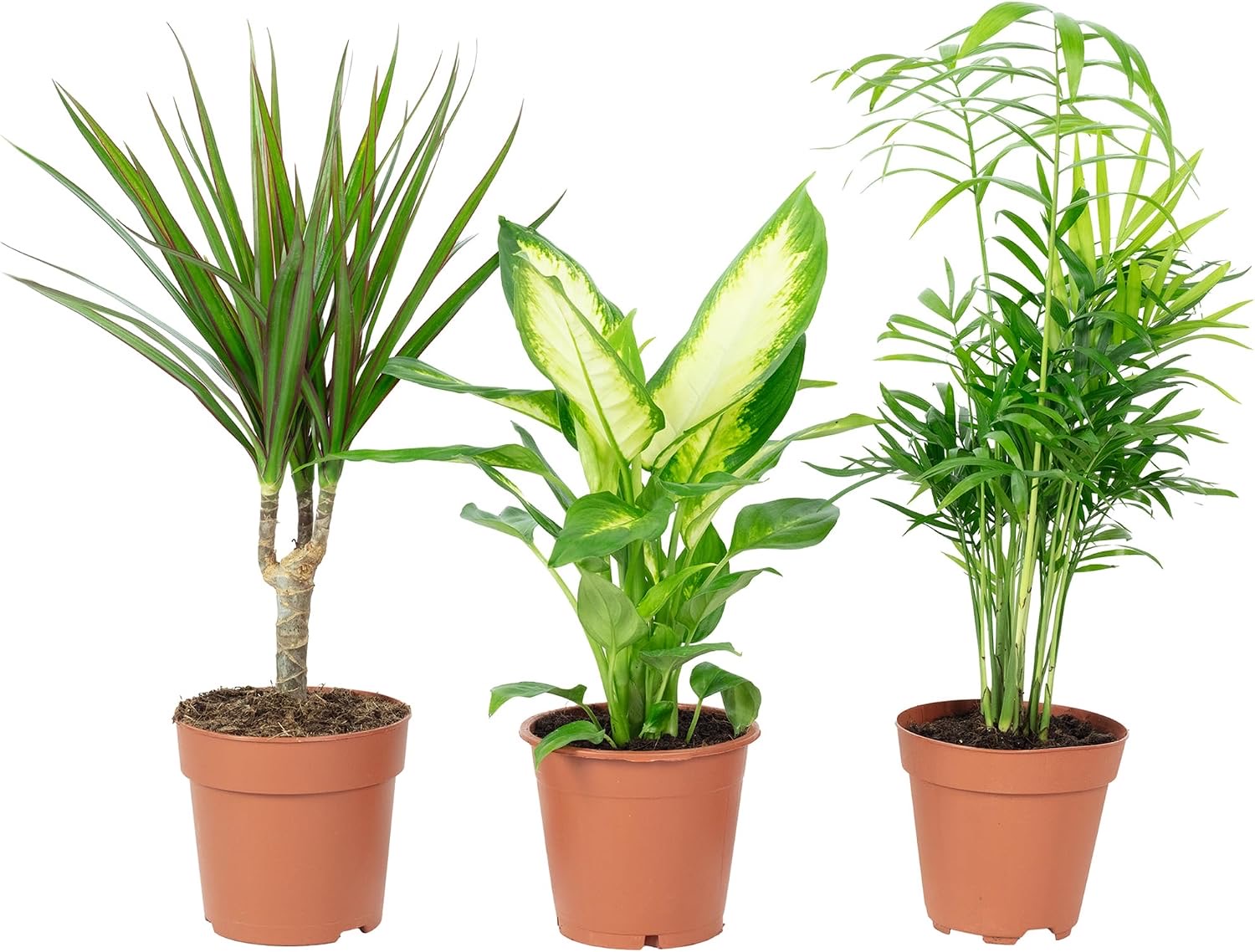 Flowerbox Flowerbox 3er-Set - Produktbild