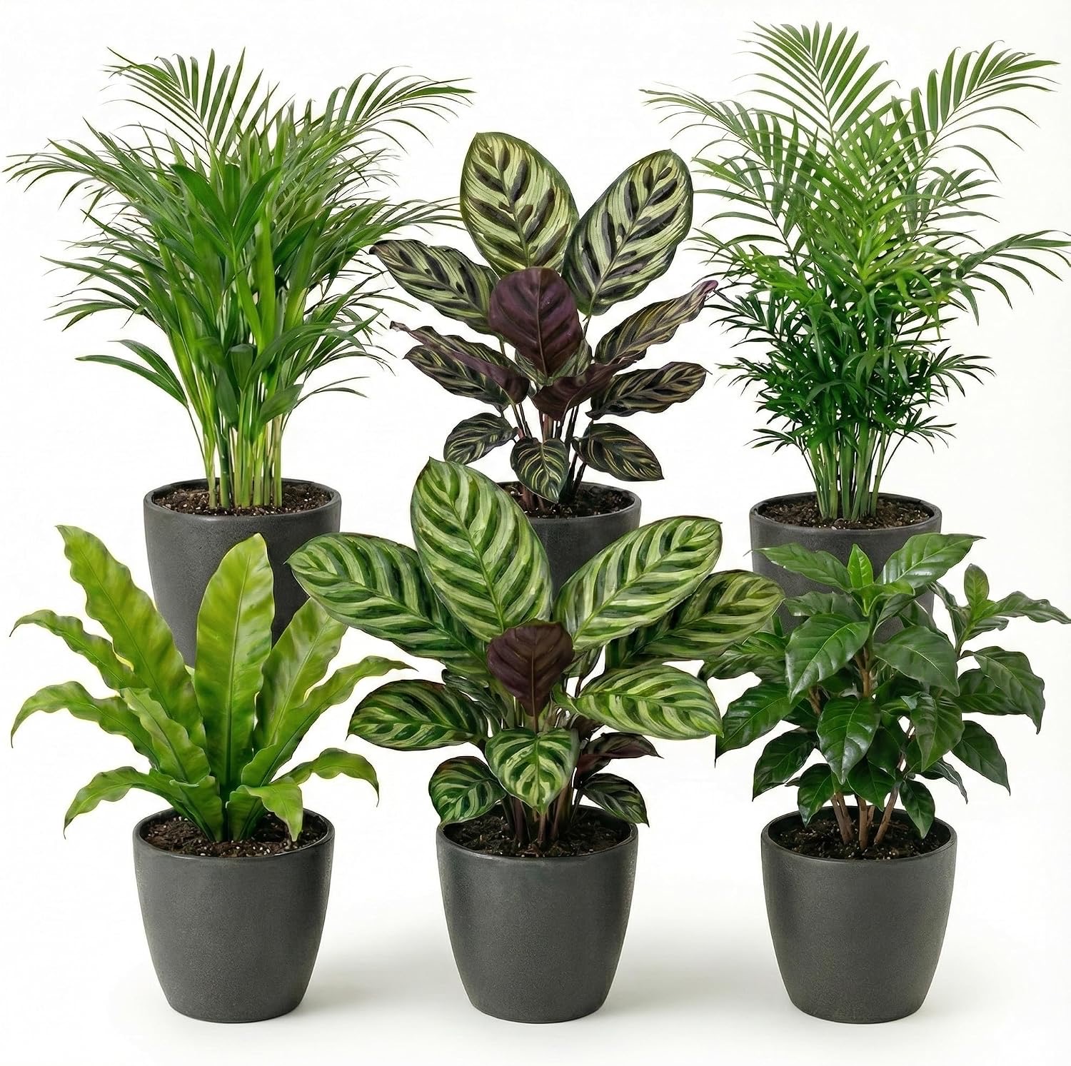 Ecoworld Ecoworld 6er Anthrazit - Produktbild