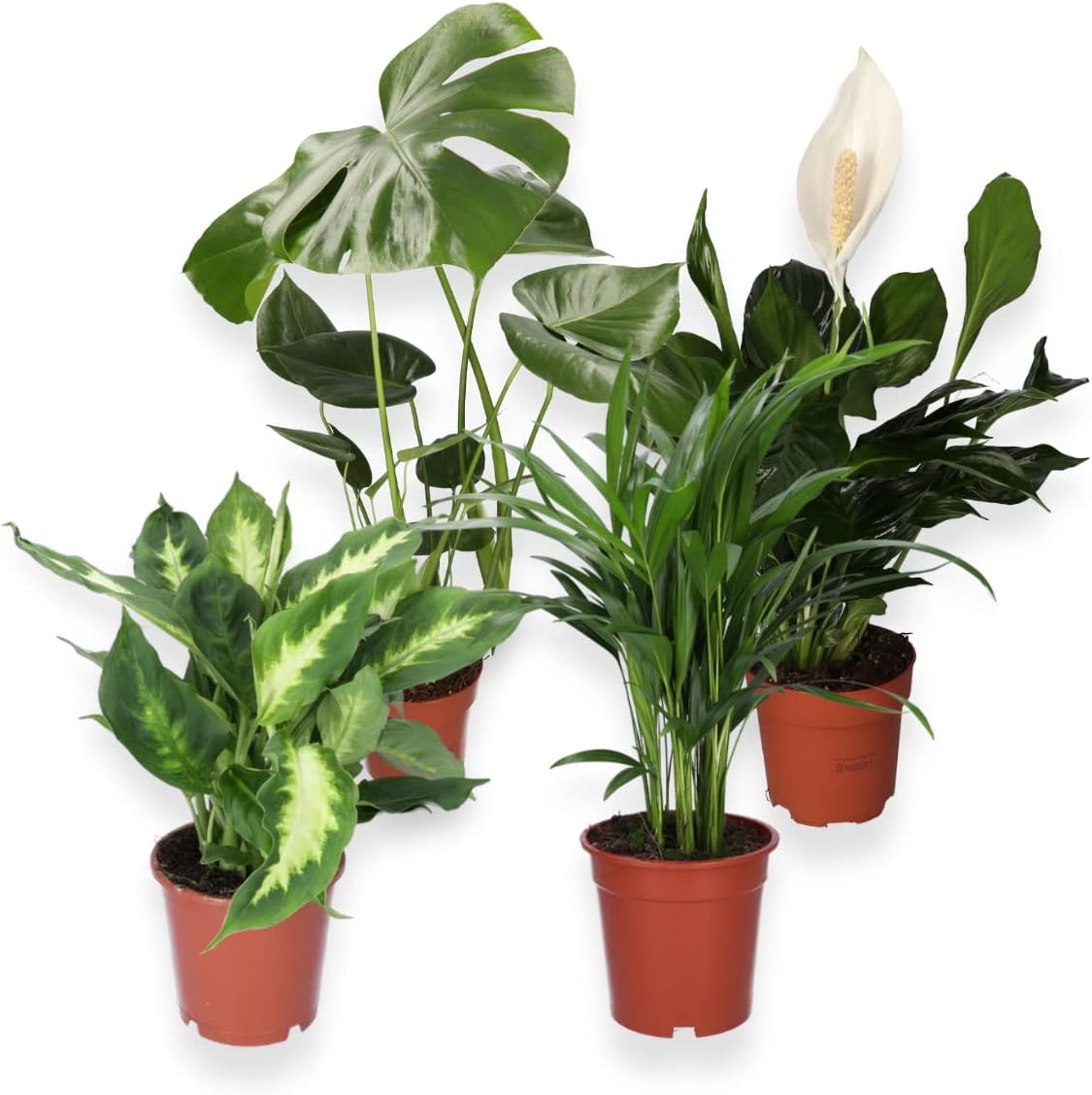 Blume Ideal 4er-Set