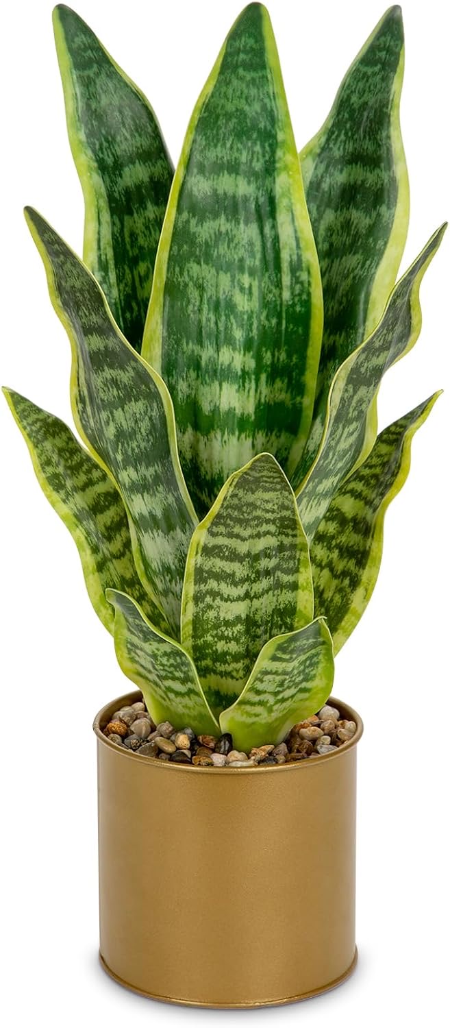 Oairse Kunst-Sansevieria